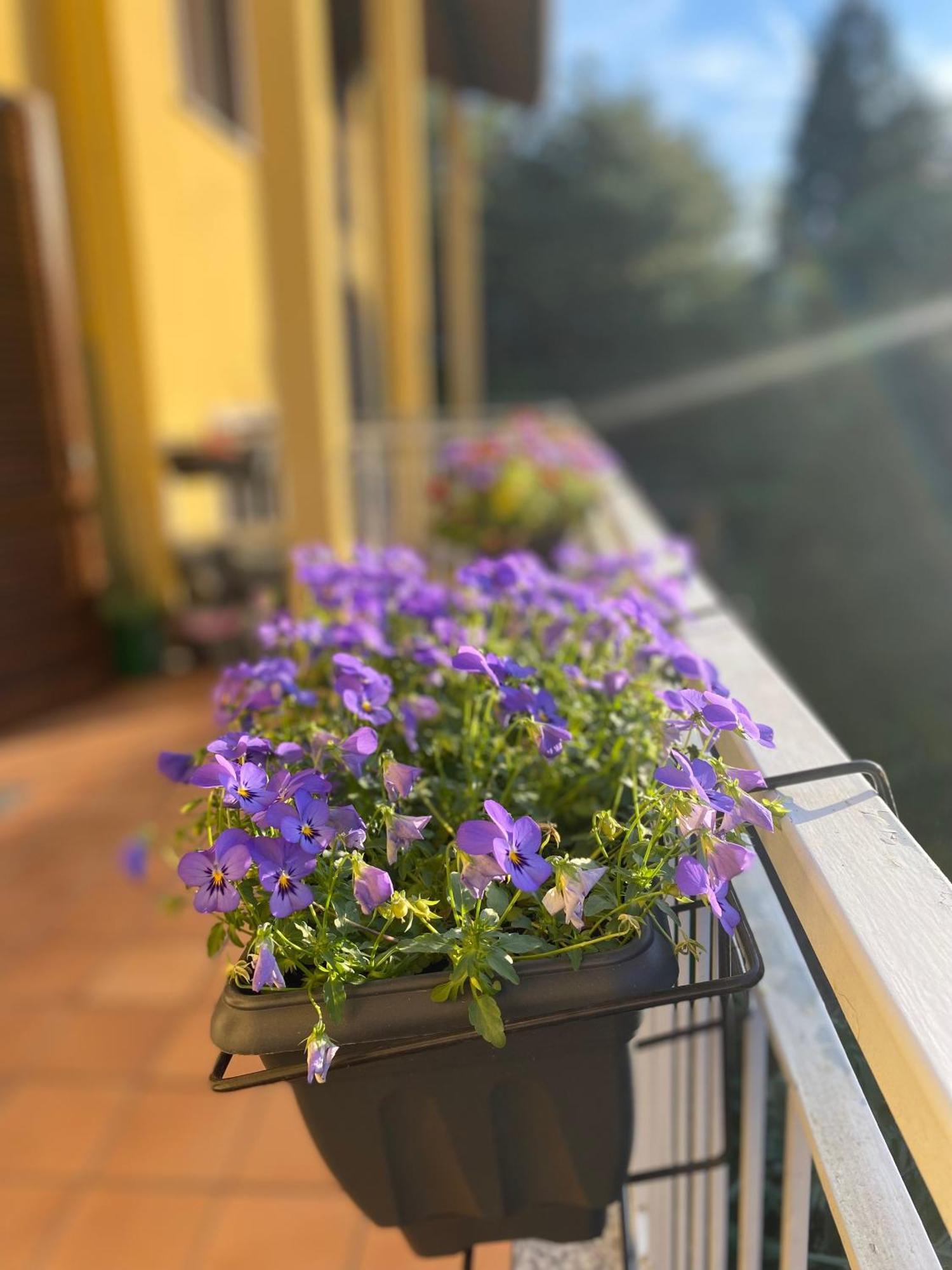 Appartamento Anna Lungo Fiume - Lago Maggiore Sesto Calende Extérieur photo